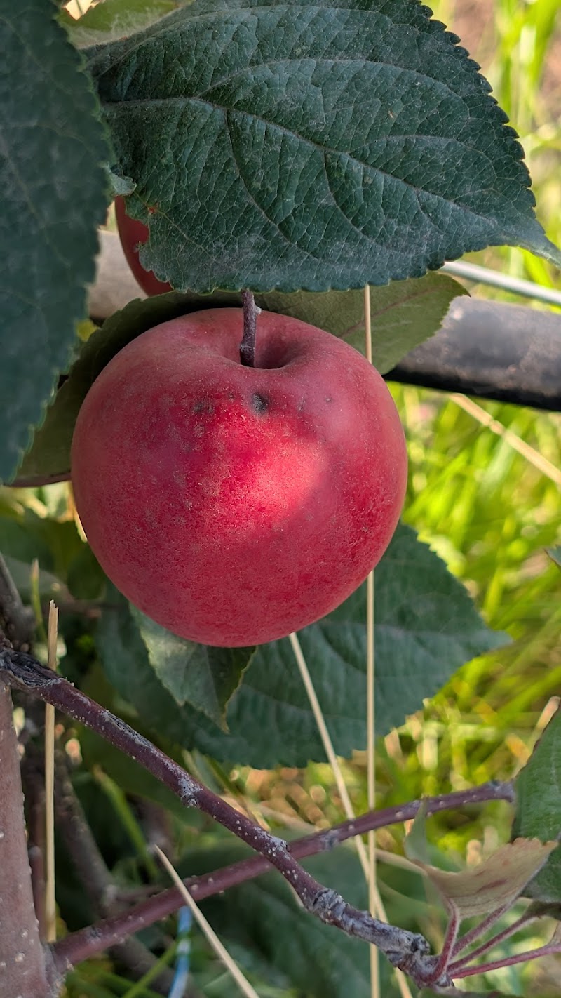 Open View Organic Orchard