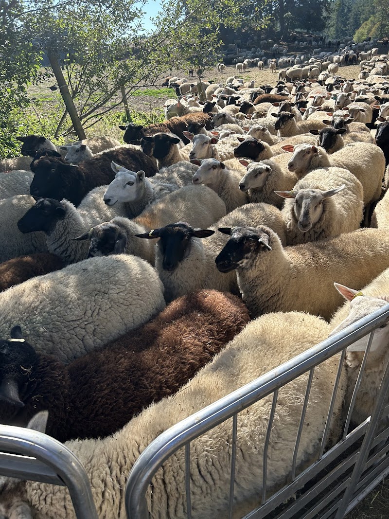 Parry Bay Sheep Farm 3
