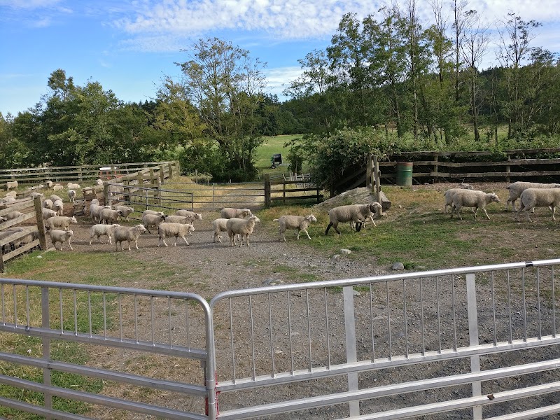 Parry Bay Sheep Farm 4