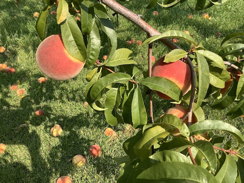 P&J ORCHARD