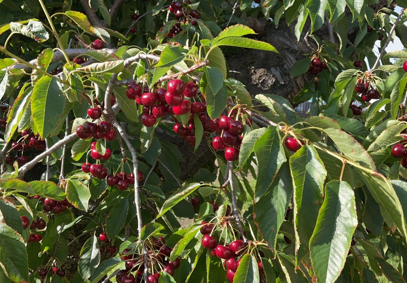 P&J ORCHARD 2