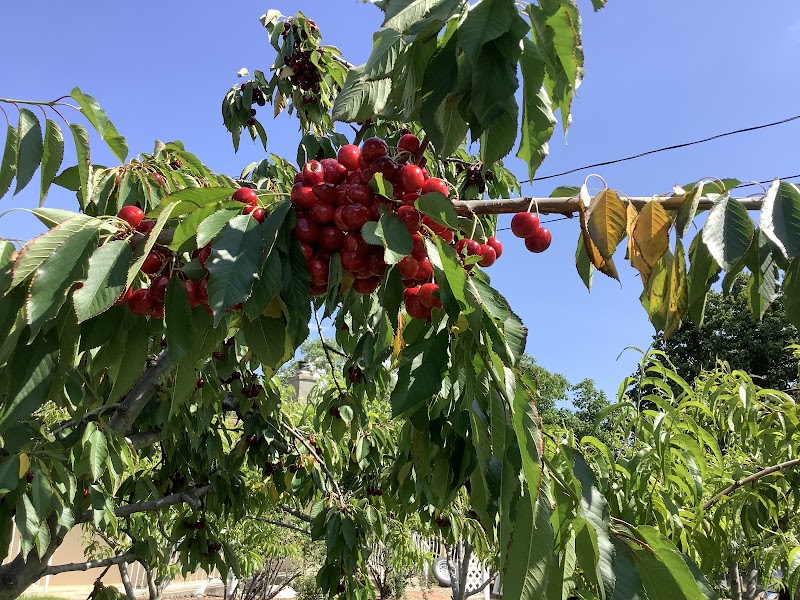 P&J ORCHARD 3