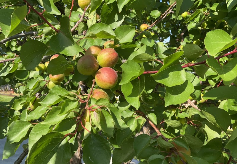 P&J ORCHARD 4