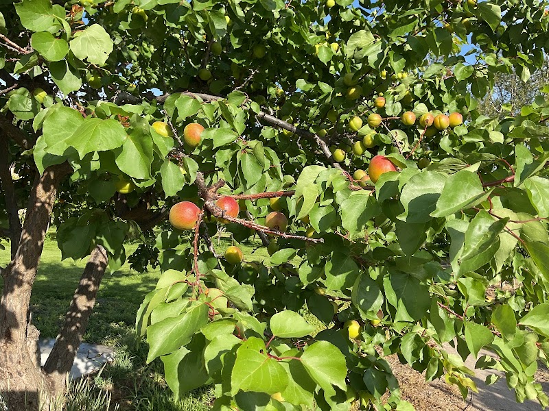 P&J ORCHARD 5