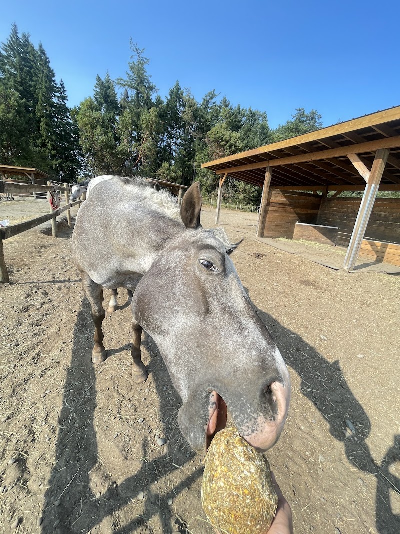 Pyramid Stables 5