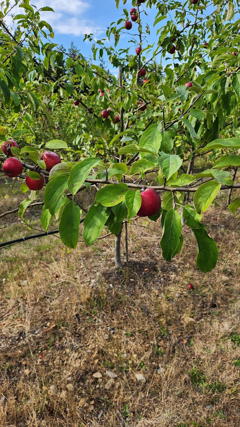 RavenSkill Orchards - Home of Gabbie's Cider 5