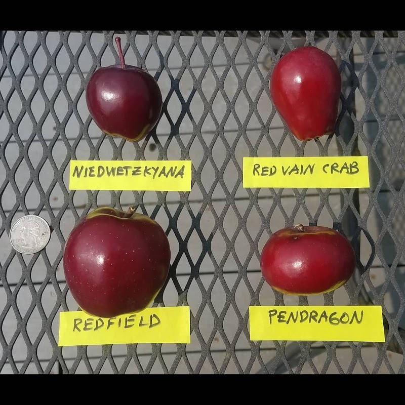 Renaissance Orchards 5