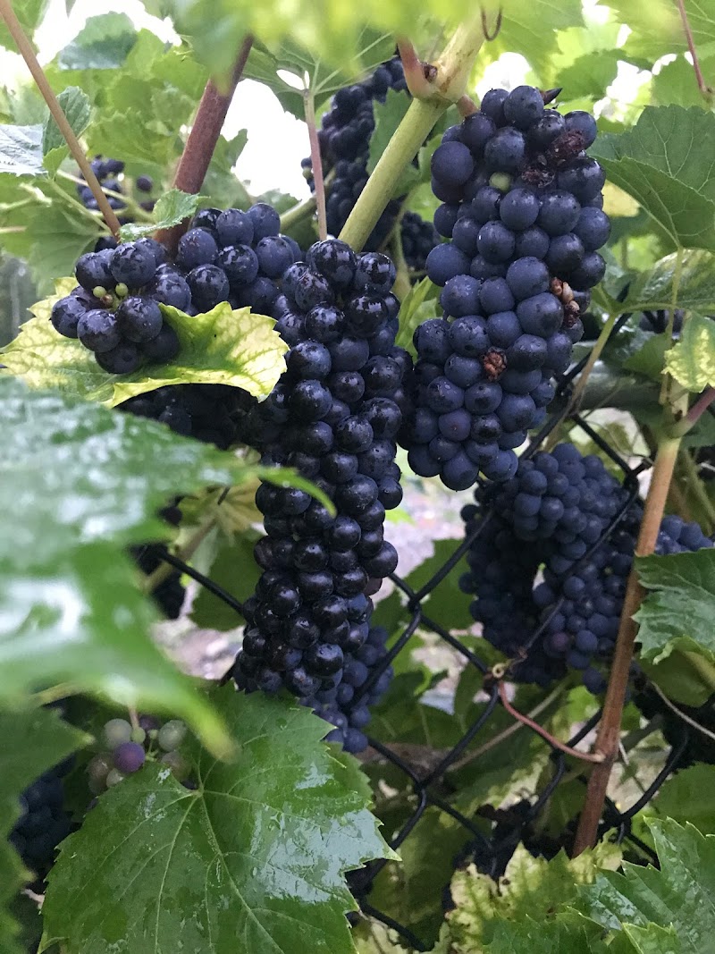 REV - Russell Estate Vineyard
