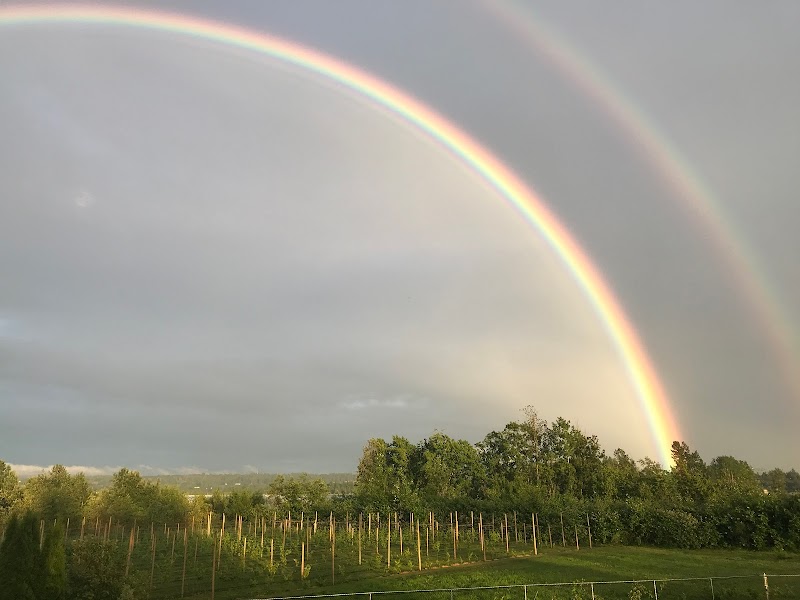 REV - Russell Estate Vineyard 2