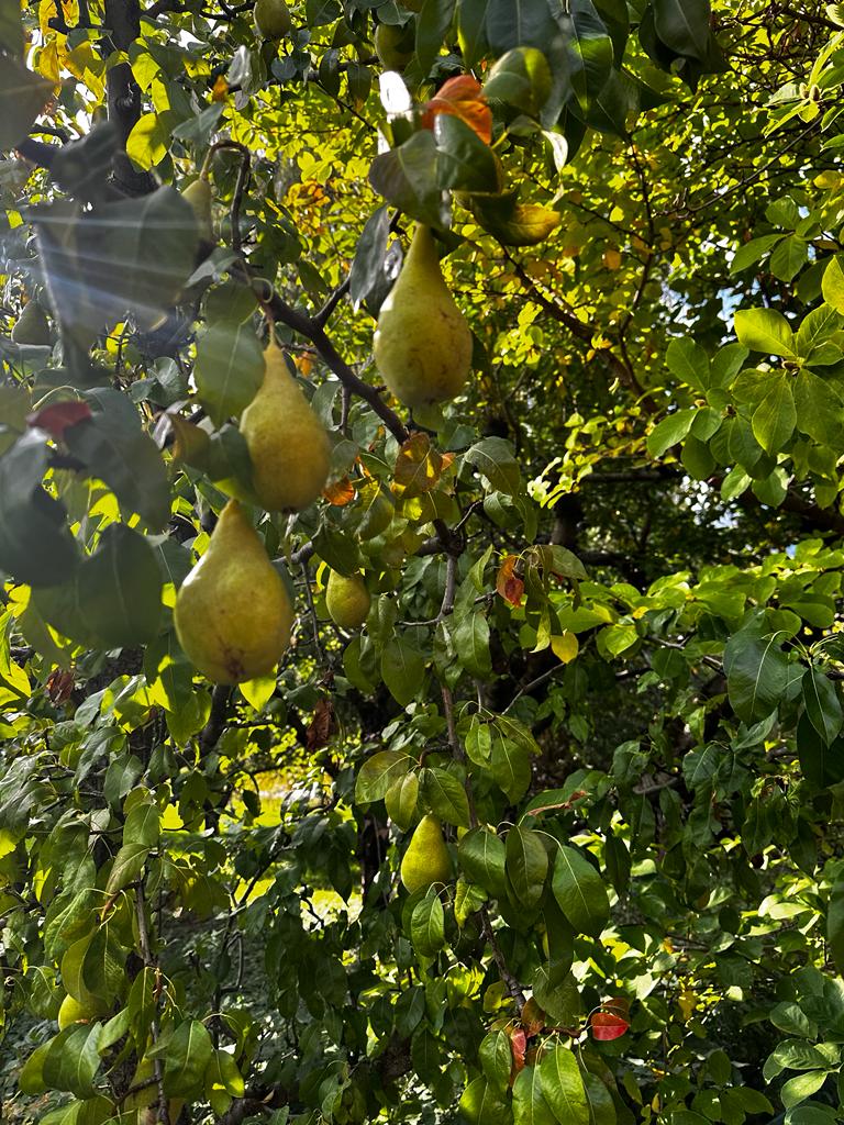 Roscoe Orchards 2