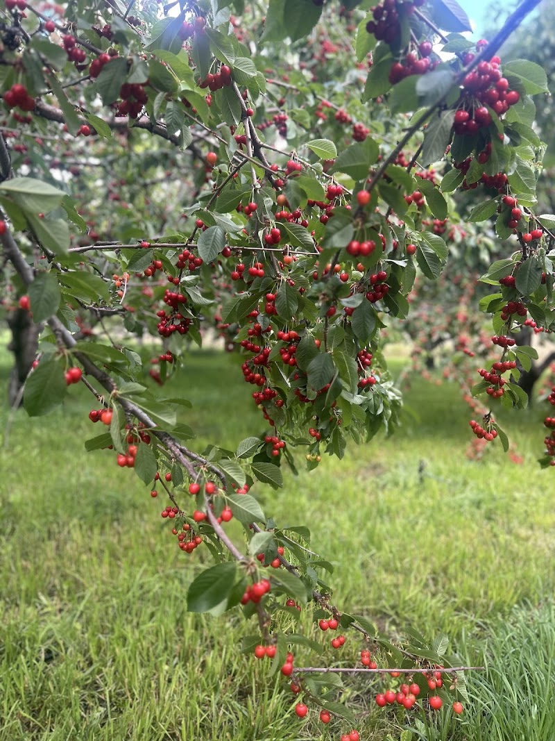Roscoe Orchards 3