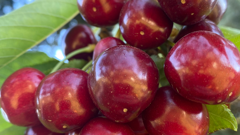 Rose Hill Orchard 1