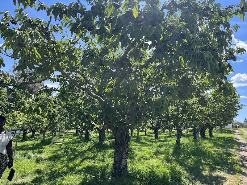 Rose Hill Orchard