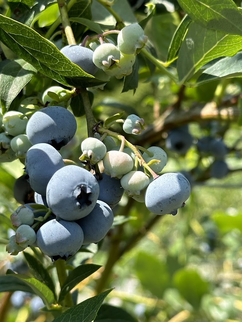 RussLynn Blueberries 2