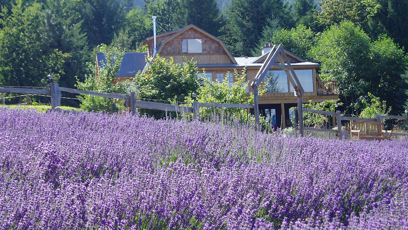 Sacred Mountain Lavender 1