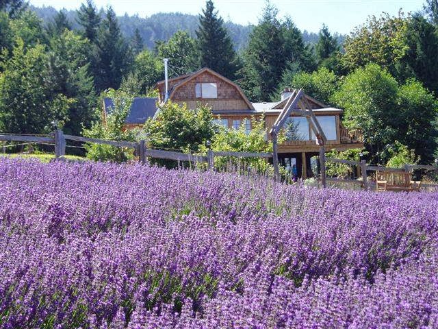 Sacred Mountain Lavender