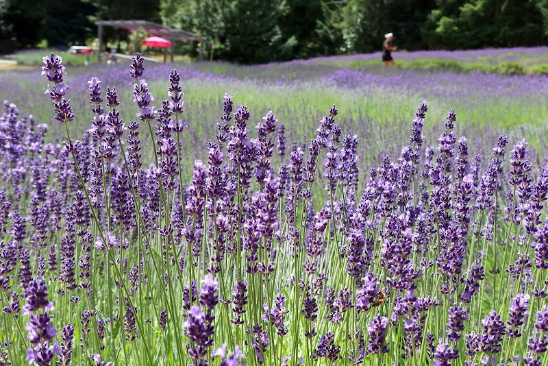 Sacred Mountain Lavender 3