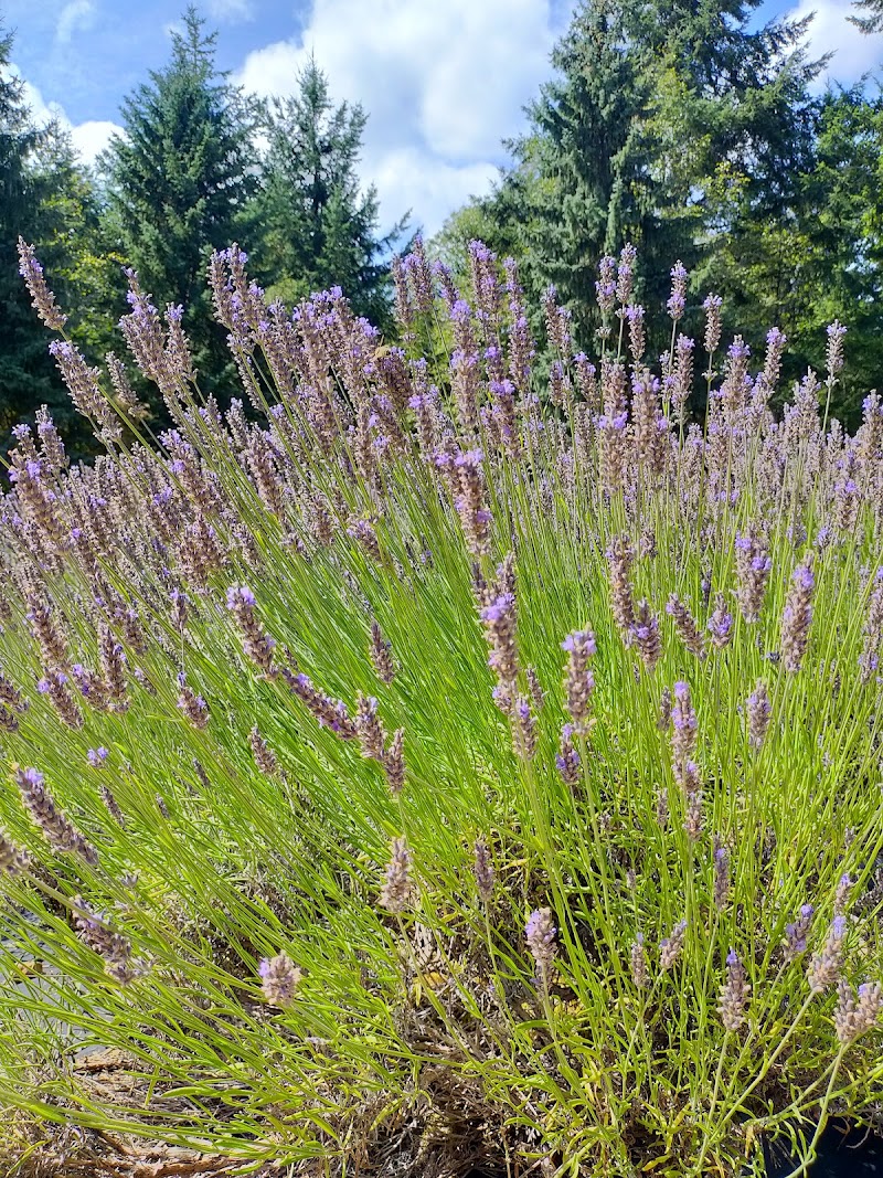 Sacred Mountain Lavender 4