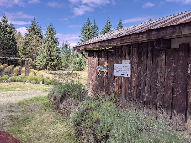 Sacred Mountain Lavender 5