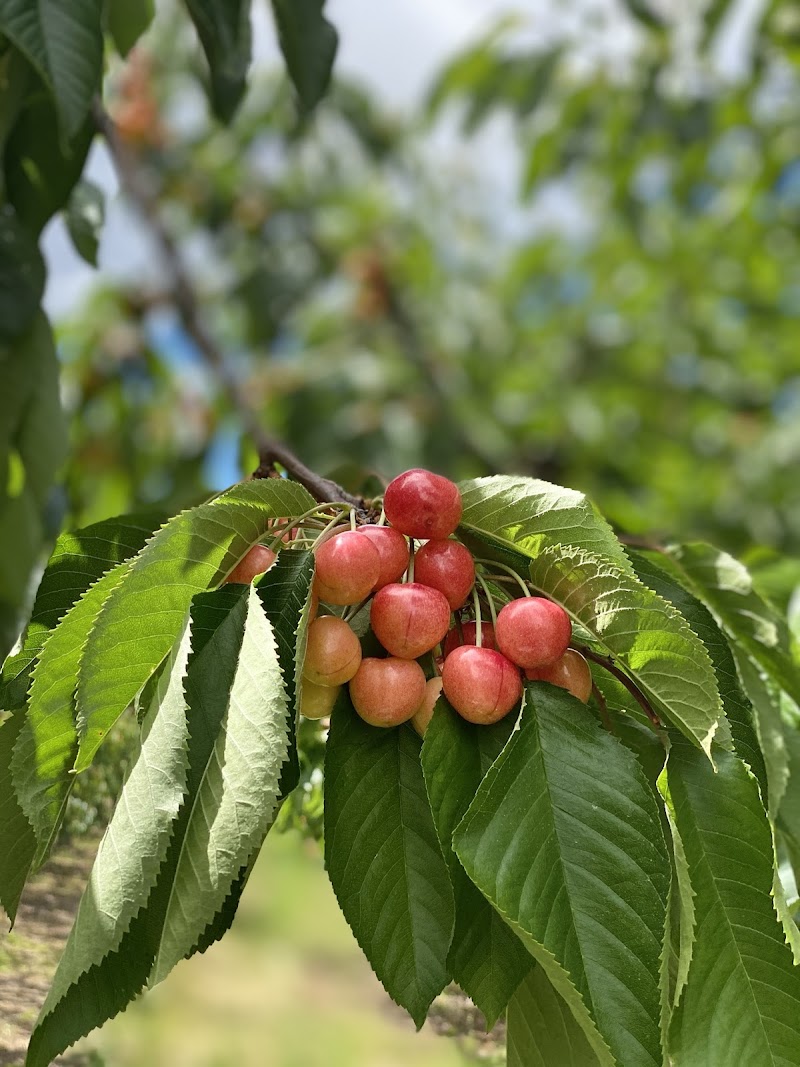 Sandhu Fruit Farm 3