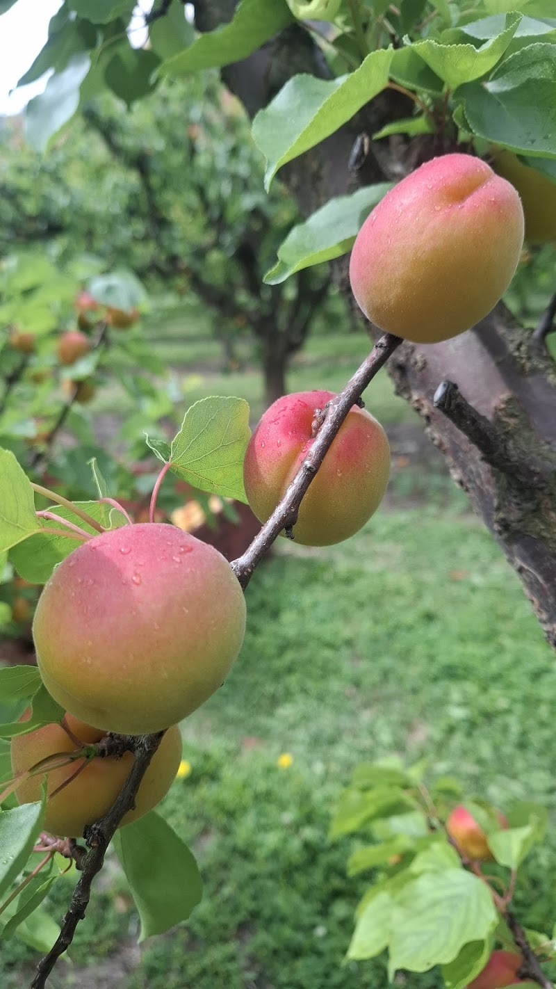 Saran Fruit Market 2