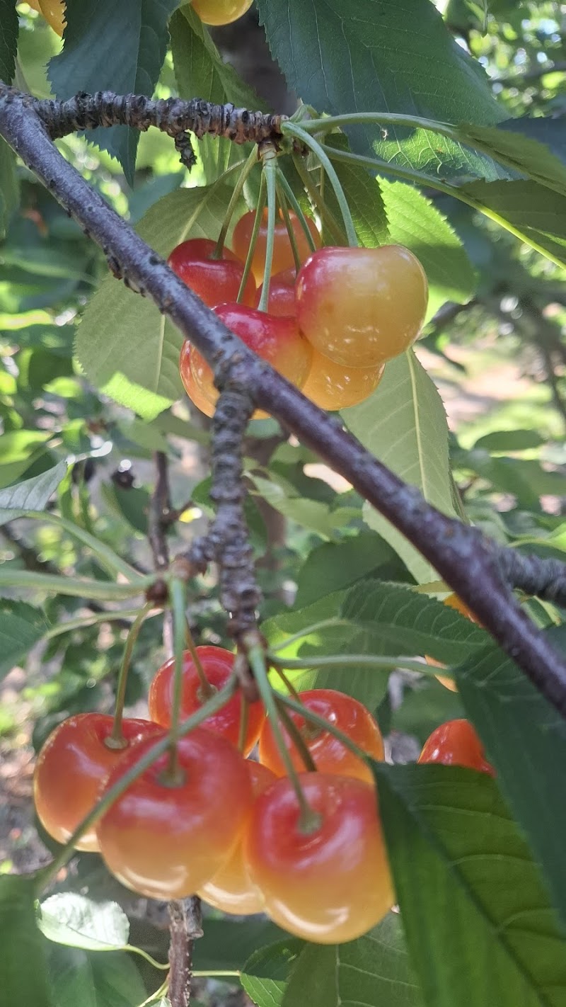 Saran Fruit Market 3