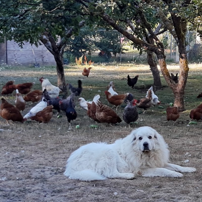 Sea Dog Farm 3
