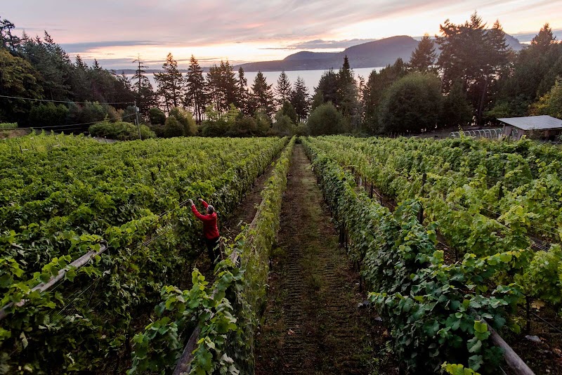Seastar Estate Farm and Vineyard 4