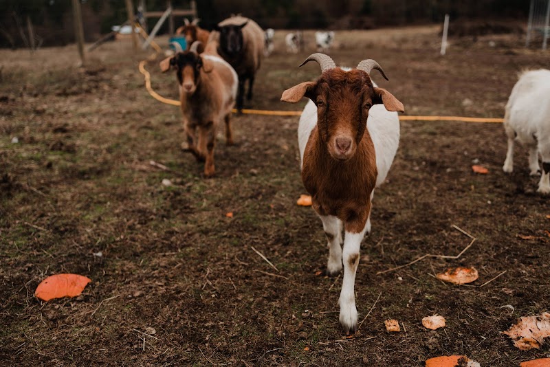 ShireWoods Farm