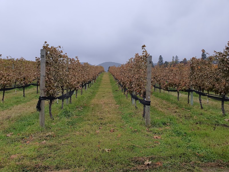 Silkscarf Winery 4