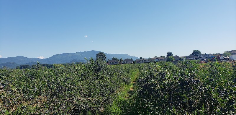 Singh Farms 5