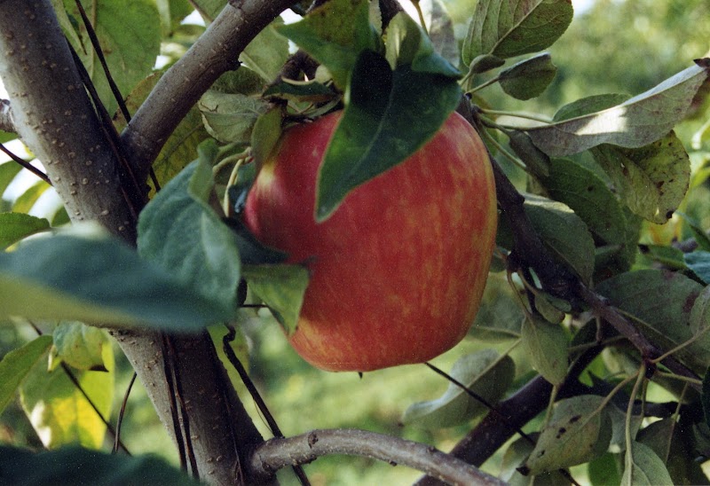 Sm'Apples Orchard