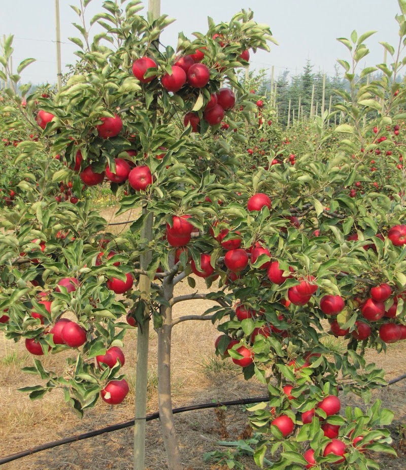Sm'Apples Orchard 2