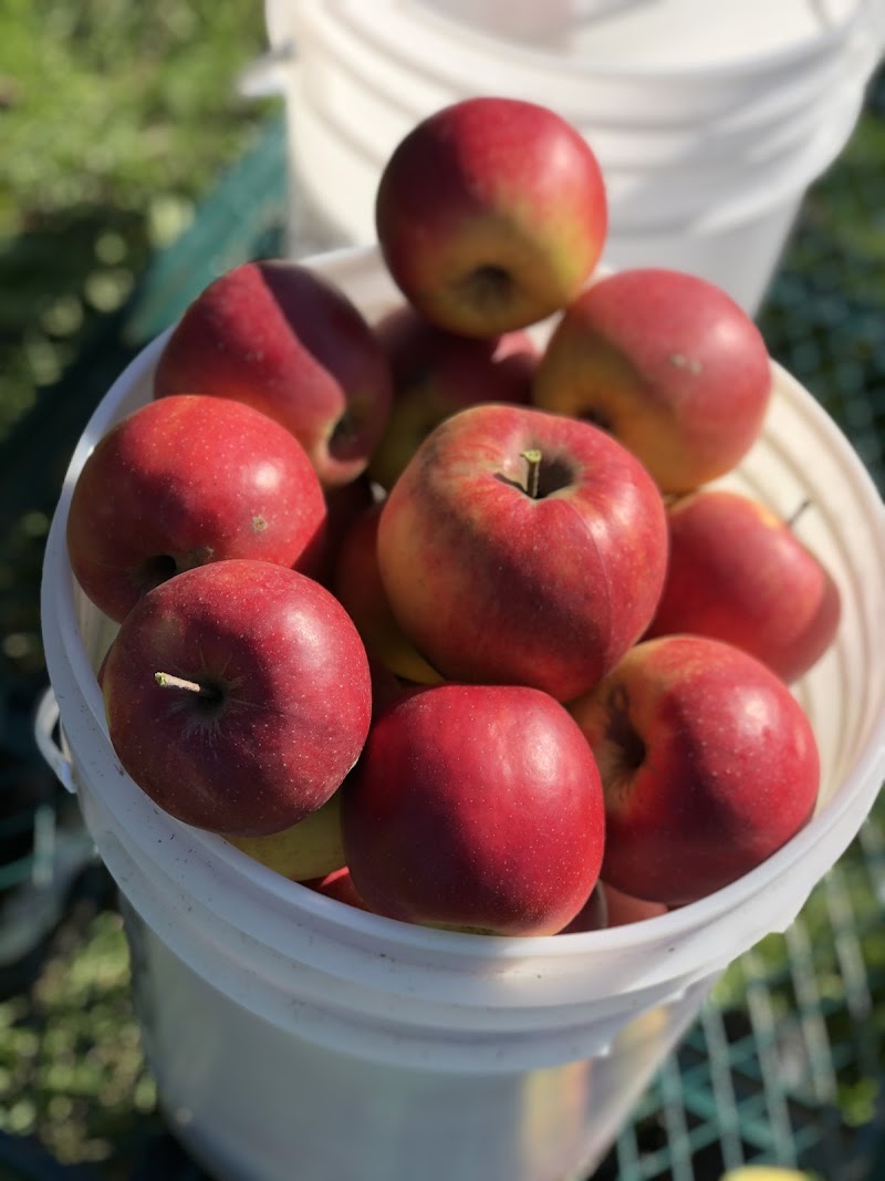 Sm'Apples Orchard 4