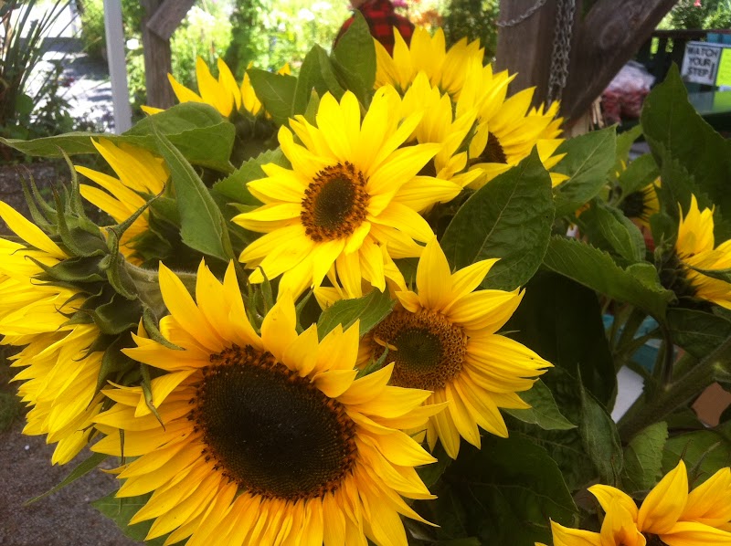 Sol Farms - Unsprayed Berries, Honey, Herbs, Flowers