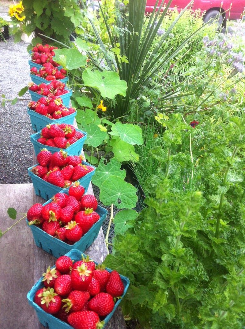 Sol Farms - Unsprayed Berries, Honey, Herbs, Flowers 3
