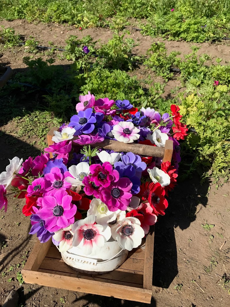 Sol Farms - Unsprayed Berries, Honey, Herbs, Flowers 4
