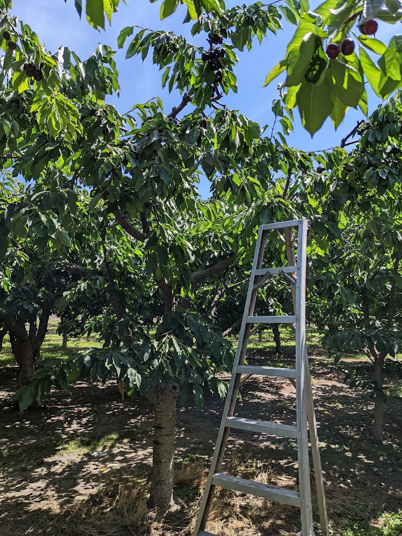 Spud and Laurie the Tomato Patch 2