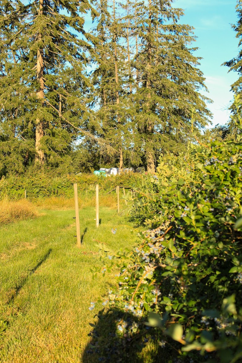 Steld Blueberry Farm 2