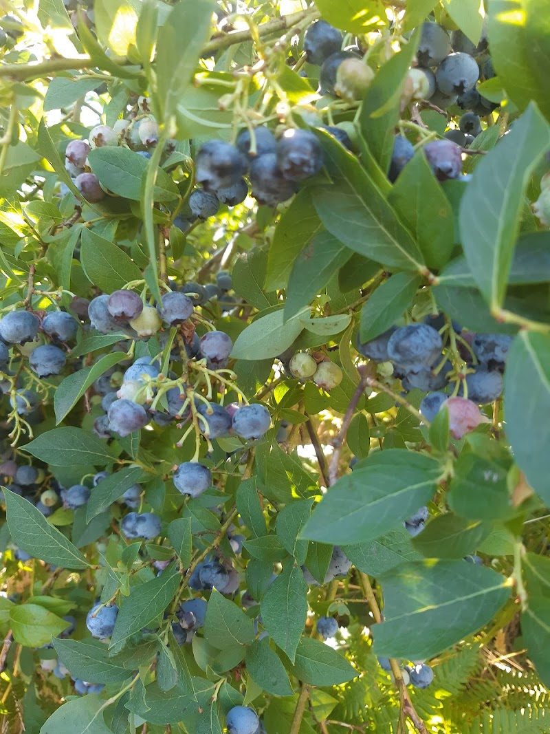 Steld Blueberry Farm 4