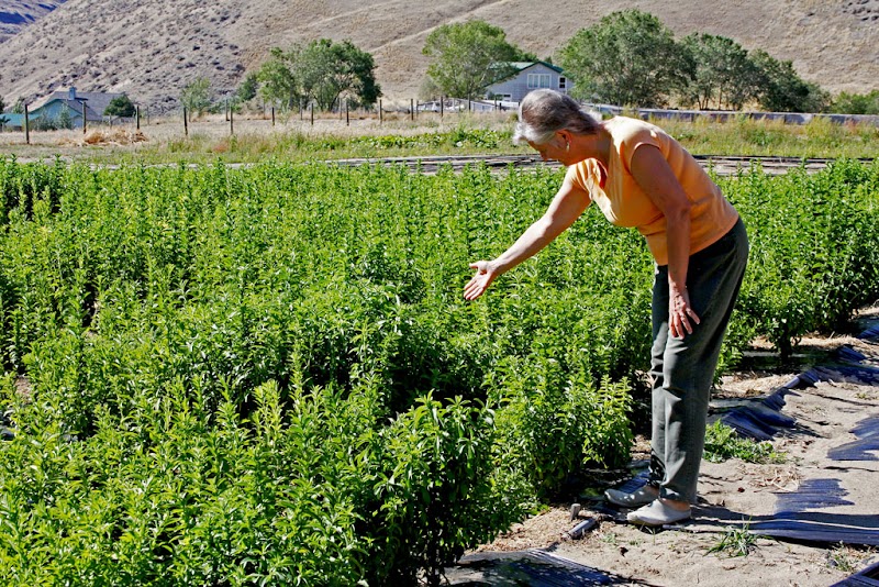 Suede Hills Organic Farm 3