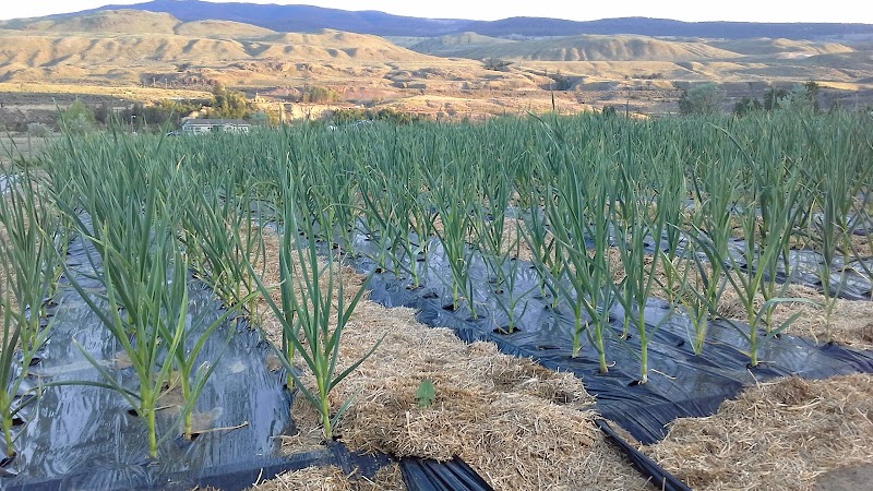 Suede Hills Organic Farm 4