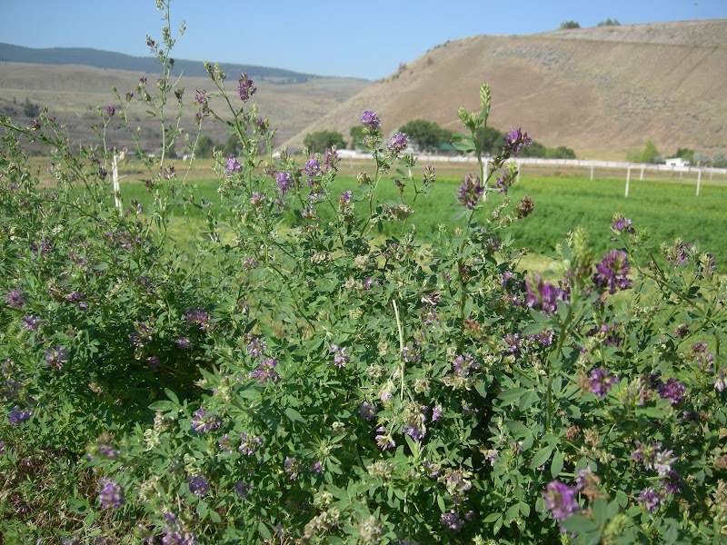 Suede Hills Organic Farm 5