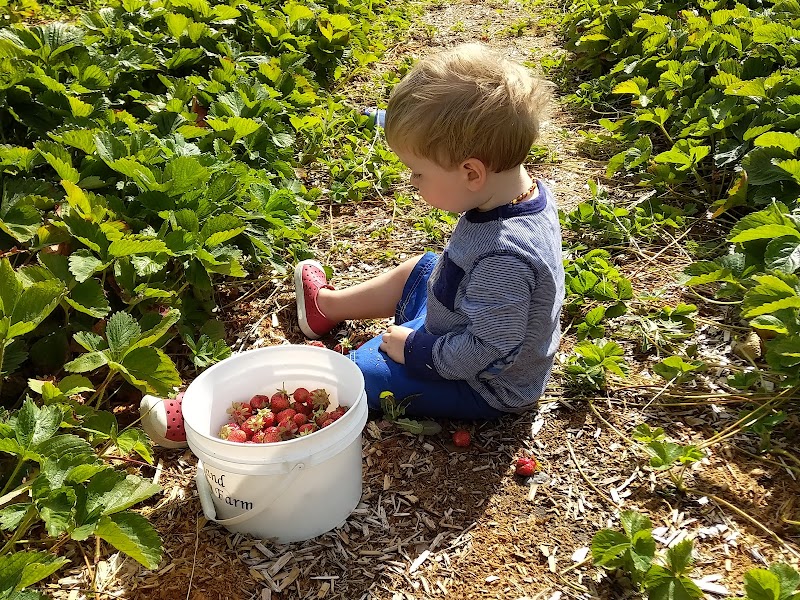 Summerland strawberry Farm