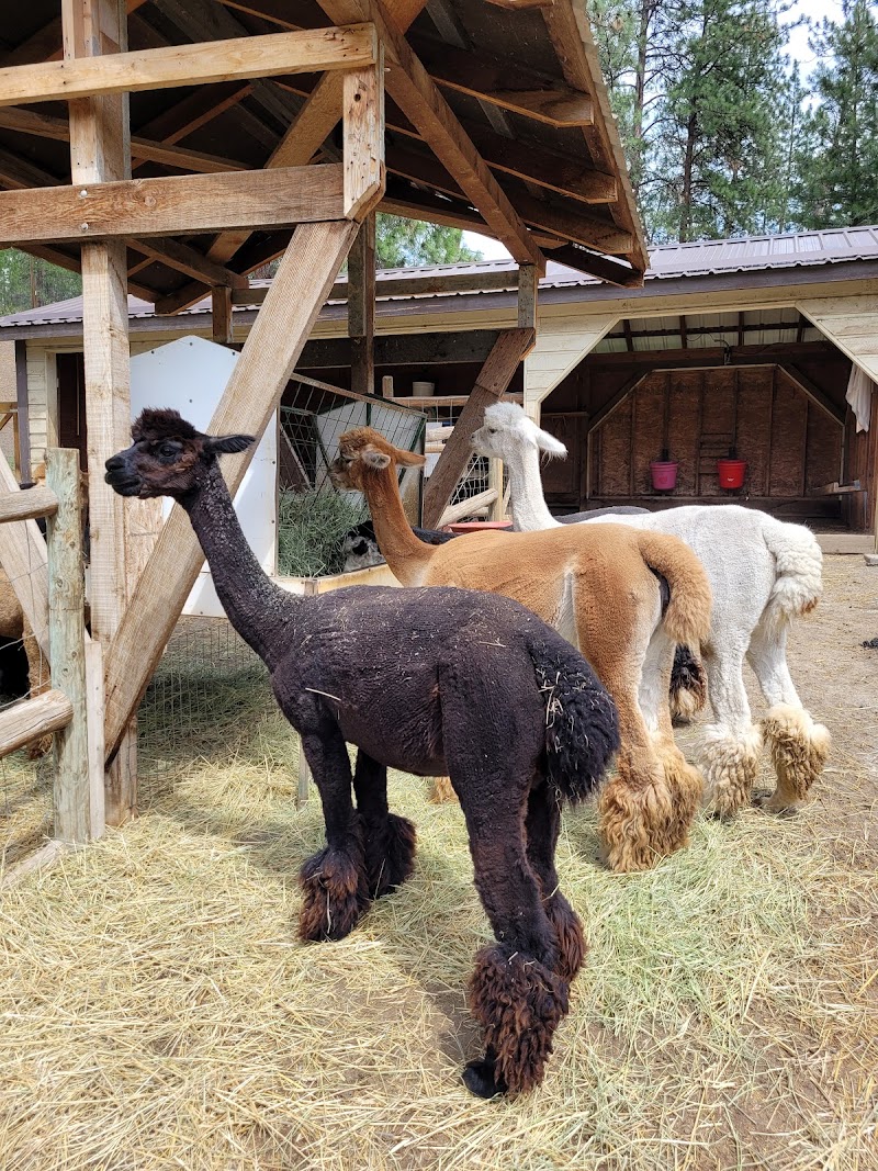 Sunkeya Farm Alpacas 5