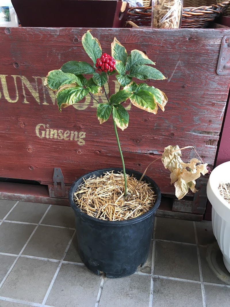 Sunmore Ginseng 參盟西洋參廠 3