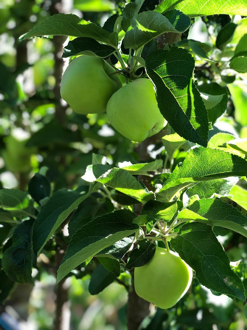 Sunny Valley Fruit 5