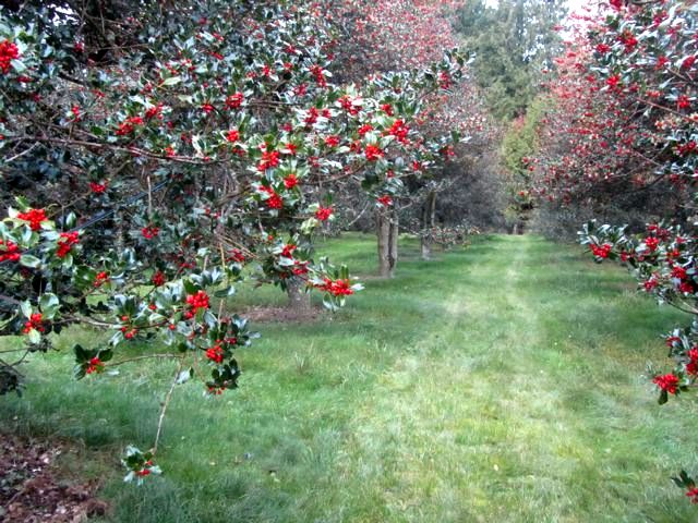 Sunnyside Farm 2