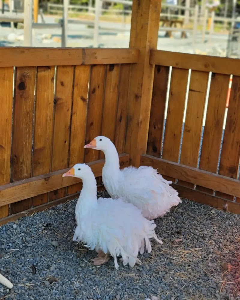 Superior Farms Inc 4