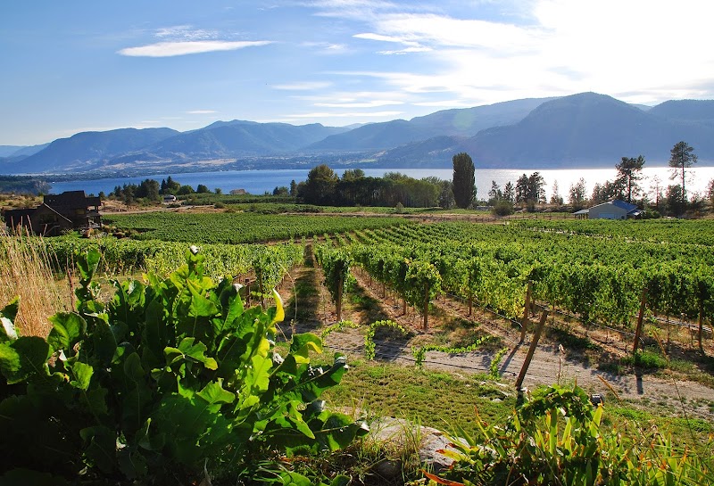 Terravista Vineyards